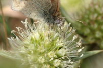 *(17800) Le Procris (Lpidoptre - Nymphalidae - Coenonympha pamphilus)